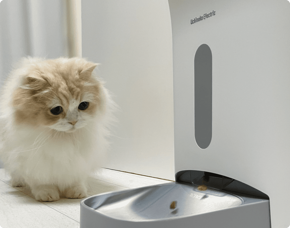 カリカリマシーンV2から出てくる餌を見つめる猫：ミヌエット