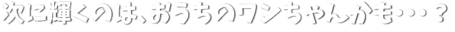 次に輝くのは、おうちのワンちゃんかも…？