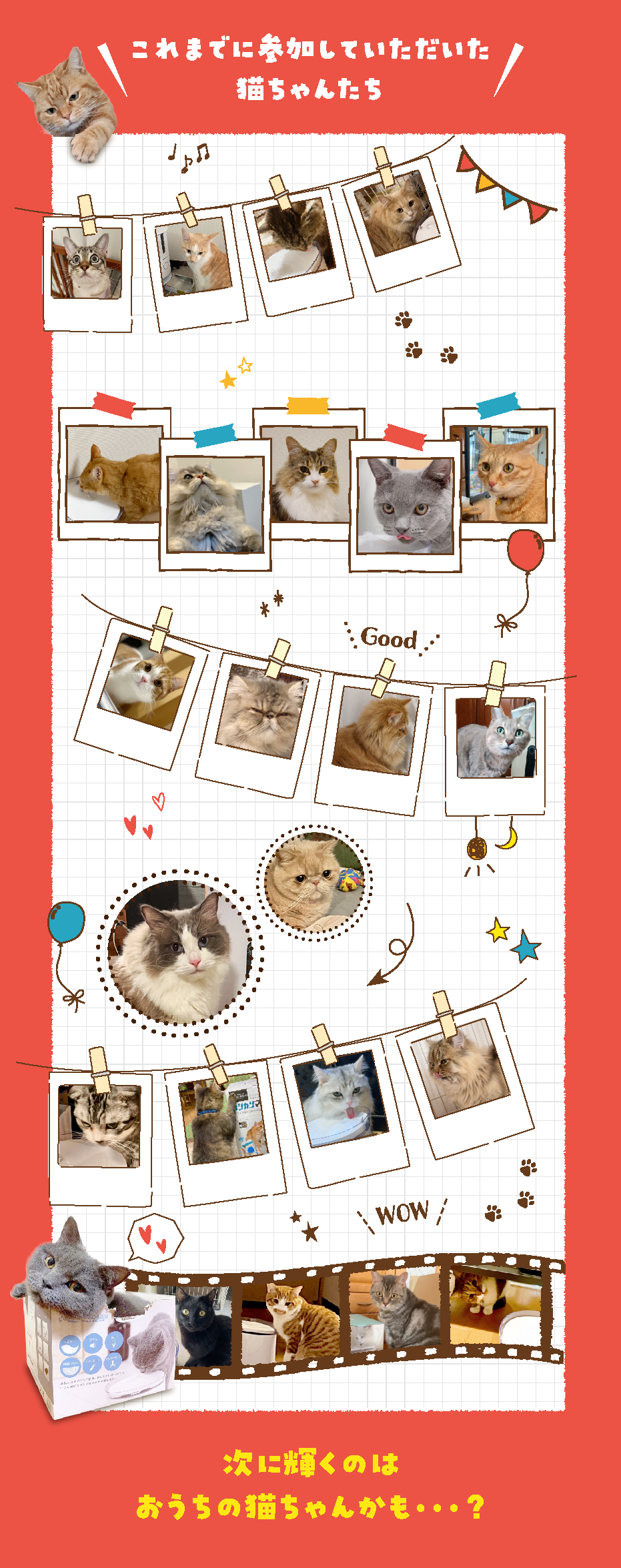 これまでに参加していただいた猫ちゃんたち